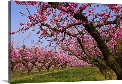 Italy, Veneto, Verona district, Orchard, peach trees in bloom