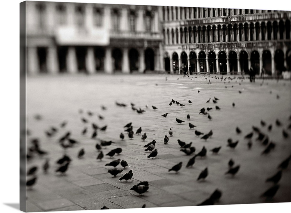 Italy, Italia, Veneto, Venice, Venezia, Birds in Saint Mark's Square, Piazza