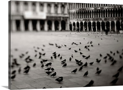 Italy, Venice, Birds in Saint Mark's Square, Piazza