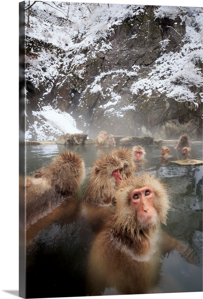 Japan, Chubu, Yamanouchi, Jigokudani Monkey Park, Snow monkeys, Nagano.