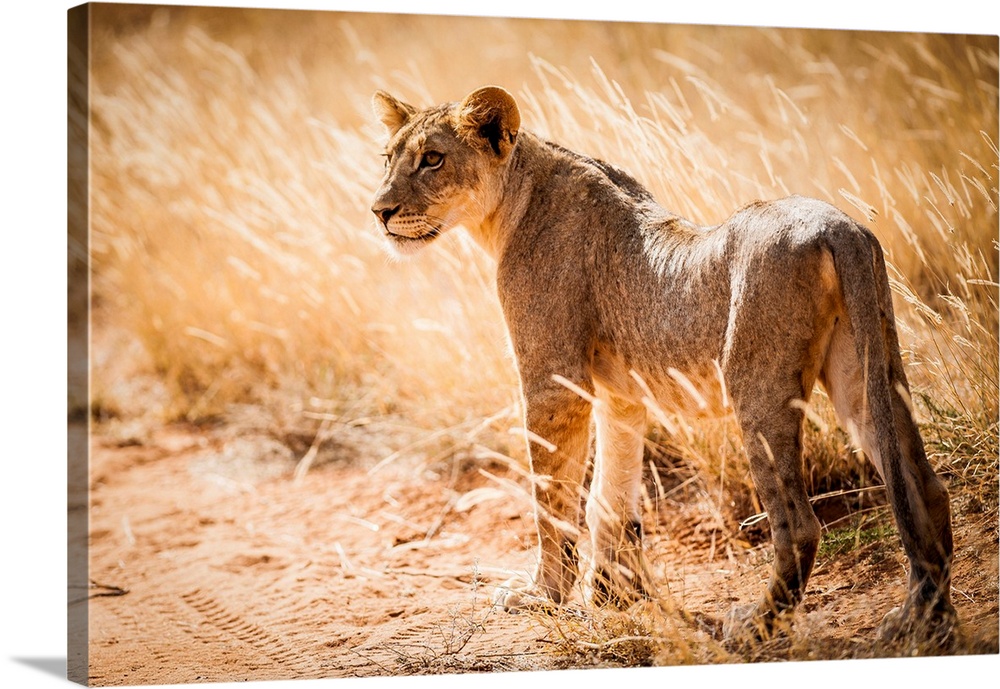 Kenya, Central, Samburu National Reserve, Young lonely lion (Panthera leo).