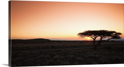 Kenya, Eastern, Marsabit, Acacia Tree at Marsabit National reserve