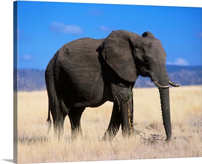 Kenya, Elephant
