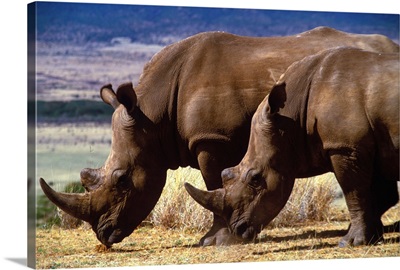 Kenya, Lewa Wildlife Conservancy (private reserve), rhinoceros