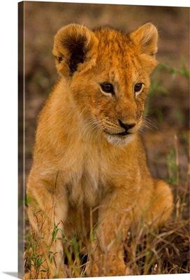 Kenya, Rift Valley, Masai Mara National Park, lion cub