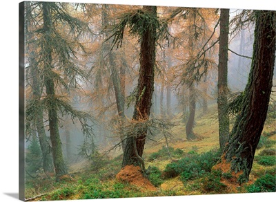 Larchs forest