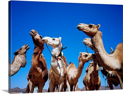 Libya, Fezzan, Akakus desert, camels