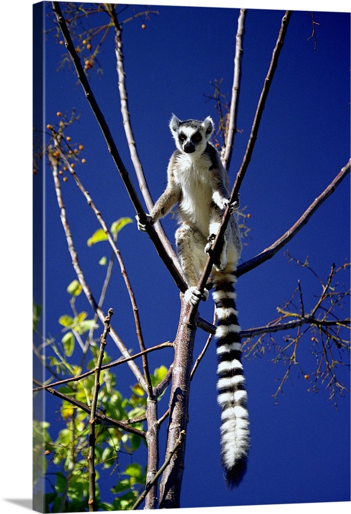 Madagascar, Fianarantsoa, Fianarantsoa, Anja Nature Reserve, Lemur Catta