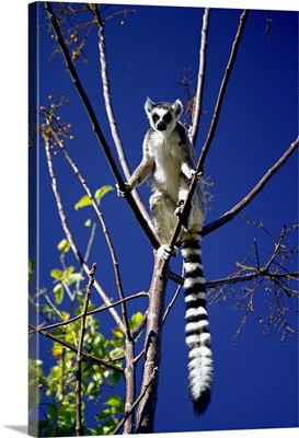 Madagascar, Fianarantsoa, Fianarantsoa, Anja Nature Reserve, Lemur Catta