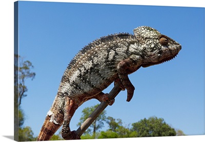 Madagascar, Toliara, Chameleon