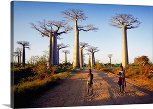 Madagascar, Toliara, Morondava, Avenue du Baobab image thumbnail