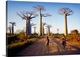 image thumbnail of Madagascar, Toliara, Morondava, Avenue du Baobab