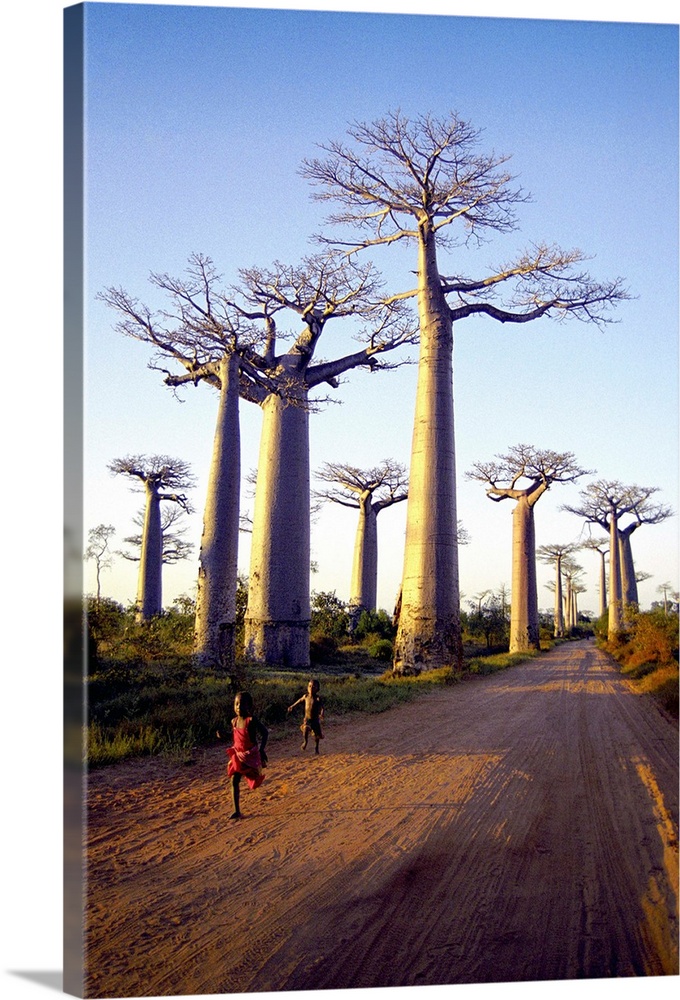 Madagascar, Toliara, Morondava, Avenue du Baobab
