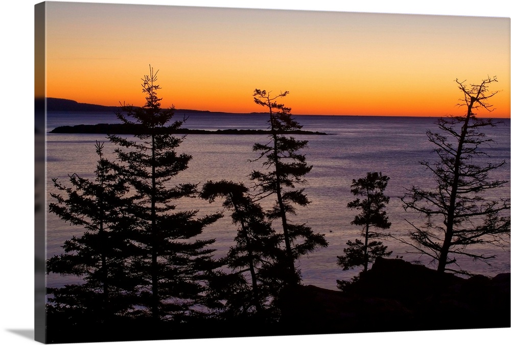 USA, Maine, Mount Desert Island, Bar Harbor, Trees at dawn along the park loop road.
