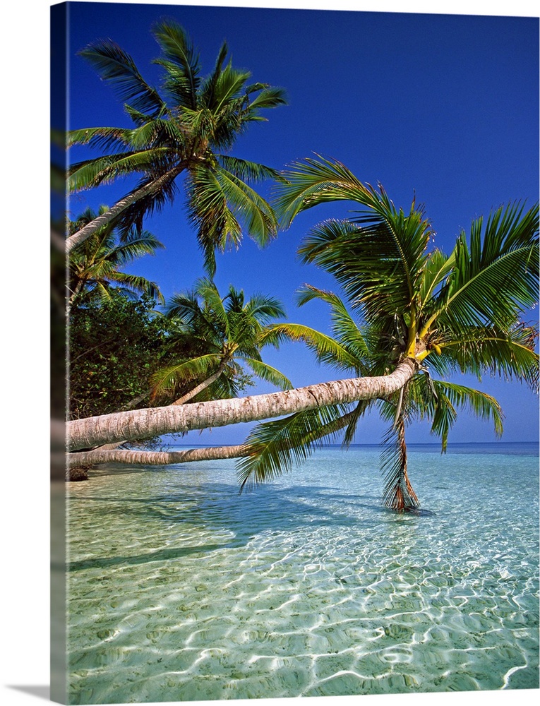 Maldives, Male Atoll, Thuru, Tropics, Indian ocean, Palms