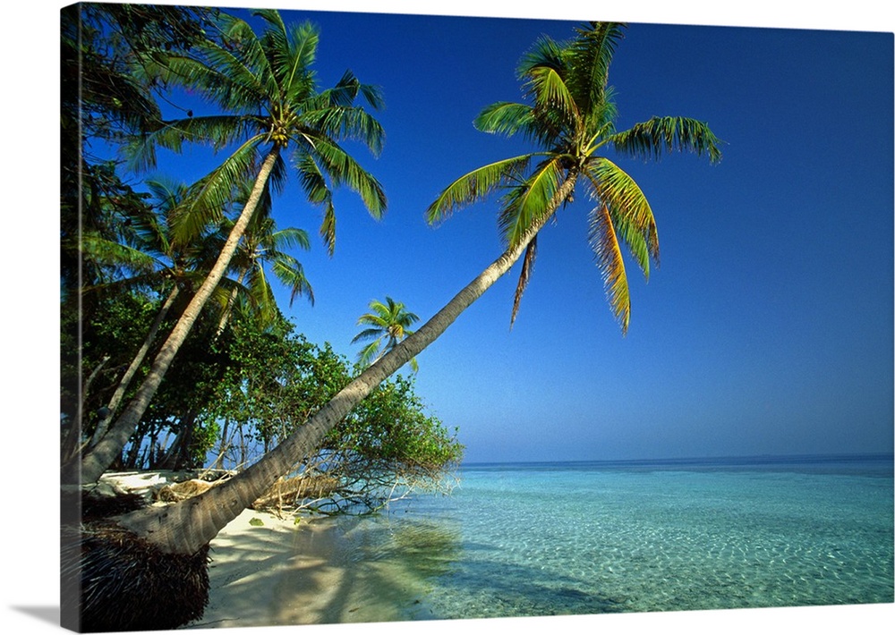 Maldives, Male Atoll, Thuru, Tropics, Indian ocean, Palms