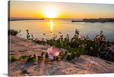 Malta, Valletta, Valletta Port entrance at Sunrise with Caper Plant and Flower