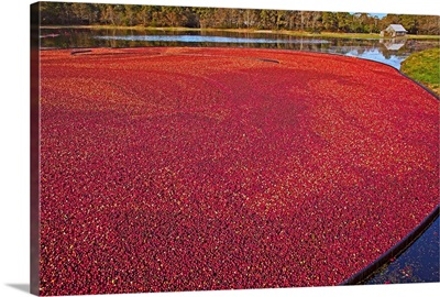 Massachusetts, Cape Cod, Cranberry Harvest