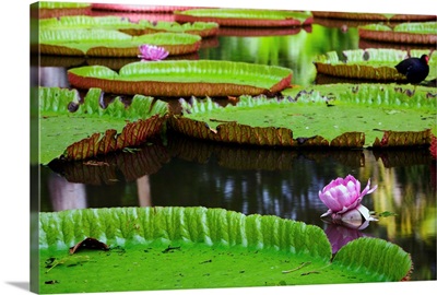 Mauritius, Indian ocean, Pamplemousses Botanical Garden