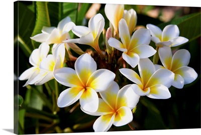 Mauritius, White frangipane flowers