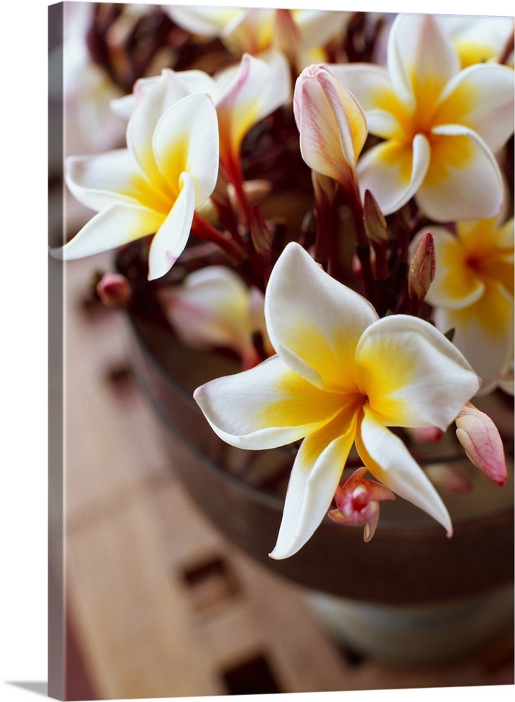 Mauritius, White Plumeria