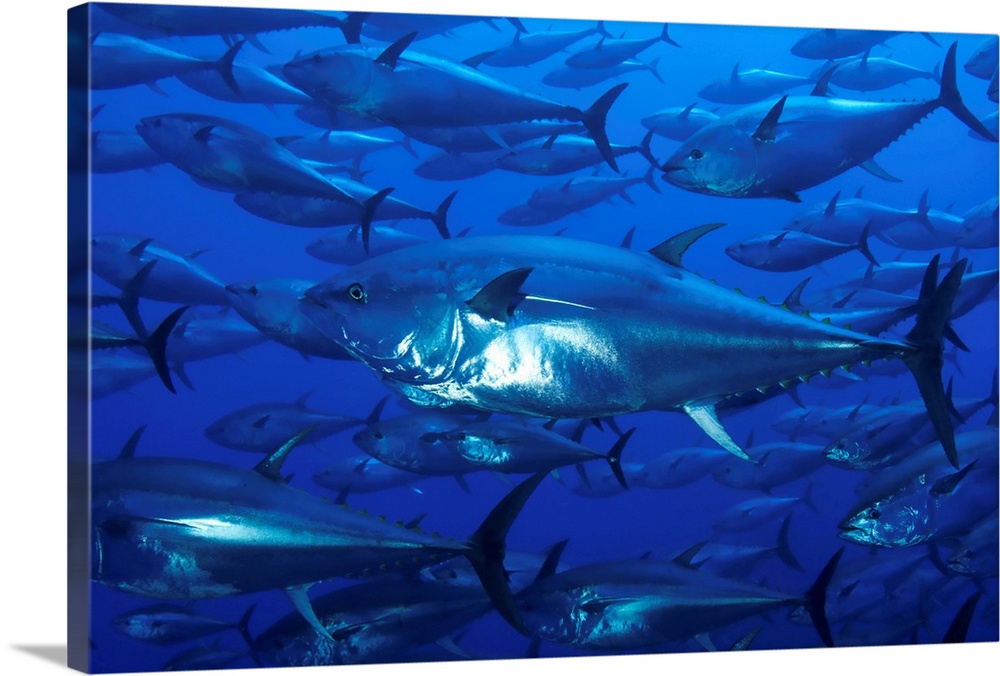 Mediterranean sea, bluefin tuna (Thunnus Thynnus)