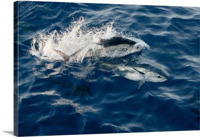 Mediterranean sea, Bluefin tuna (Thunnus Thynnus)