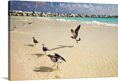 Mexico, Cancun, seagulls at Chac Mool beach