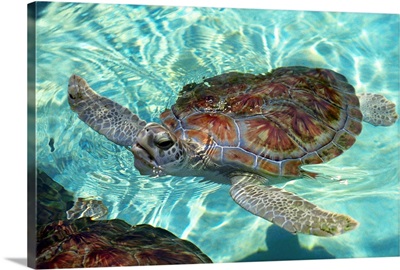 Mexico, Quintana Roo, Xcaret, turtle