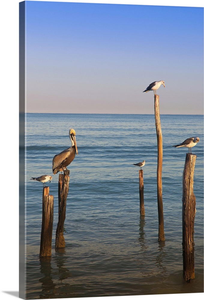 Mexico, Yucatan, Holbox, Birds on Wooden Posts in Sea