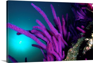 Middle East, Oman, Musandam region, whip coral image thumbnail