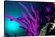 image thumbnail of Middle East, Oman, Musandam region, whip coral