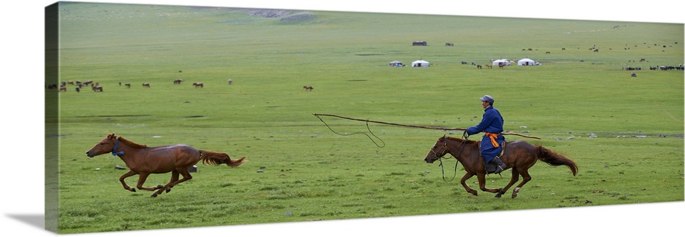 Mongolia, Ovorkhangai Province, Rallying of horses at a Nomad camp in Okhon valley