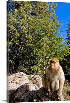 Morocco, Atlas Mountains, Azrou, a Barbary Macaque (Macaca sylvanus) in a cedar forest