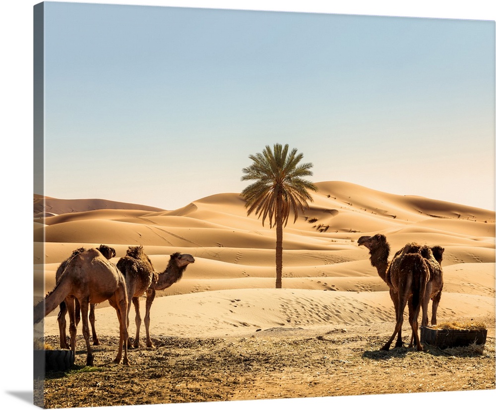 Morocco, South Morocco, Erg Chebbi Desert, Merzouga, Dunes d'Erg Chebbi. Camels and palm tree in the dunes in the early mo...