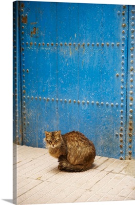 Morocco, Essaouira, Medina, street cat