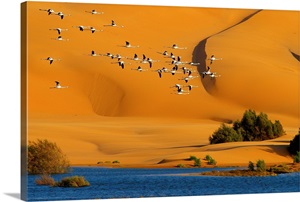 Morocco, South Morocco, Desert and laguna around the city, migratory birds image thumbnail