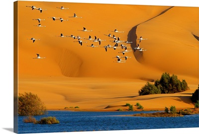 Morocco, South Morocco, Desert and laguna around the city, migratory birds