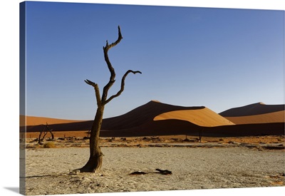 Namibia, Hardap, Dead Camel Thorn Tree And Dunes In The Deadvlei