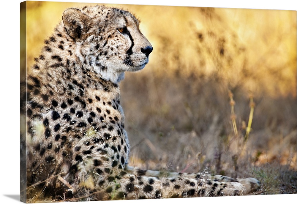 Namibia, Karas, Namib Desert, Afri Cat Foundation, cheetah.