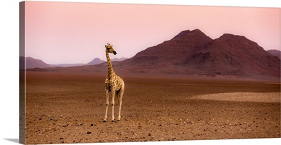Namibia, Kunene, Etosha National Park, Desert Giraffe At Sunrise From Purros