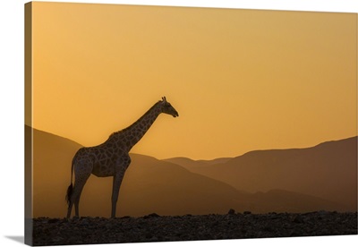 Namibia, Kunene, Etosha National Park, Desert Giraffe At Sunrise In Purros