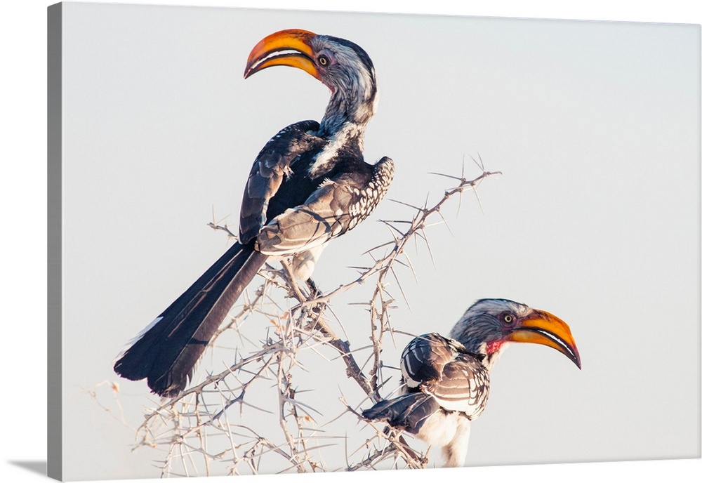 Namibia, Kunene, Etosha National Park, Southern yellow-billed hornbill.