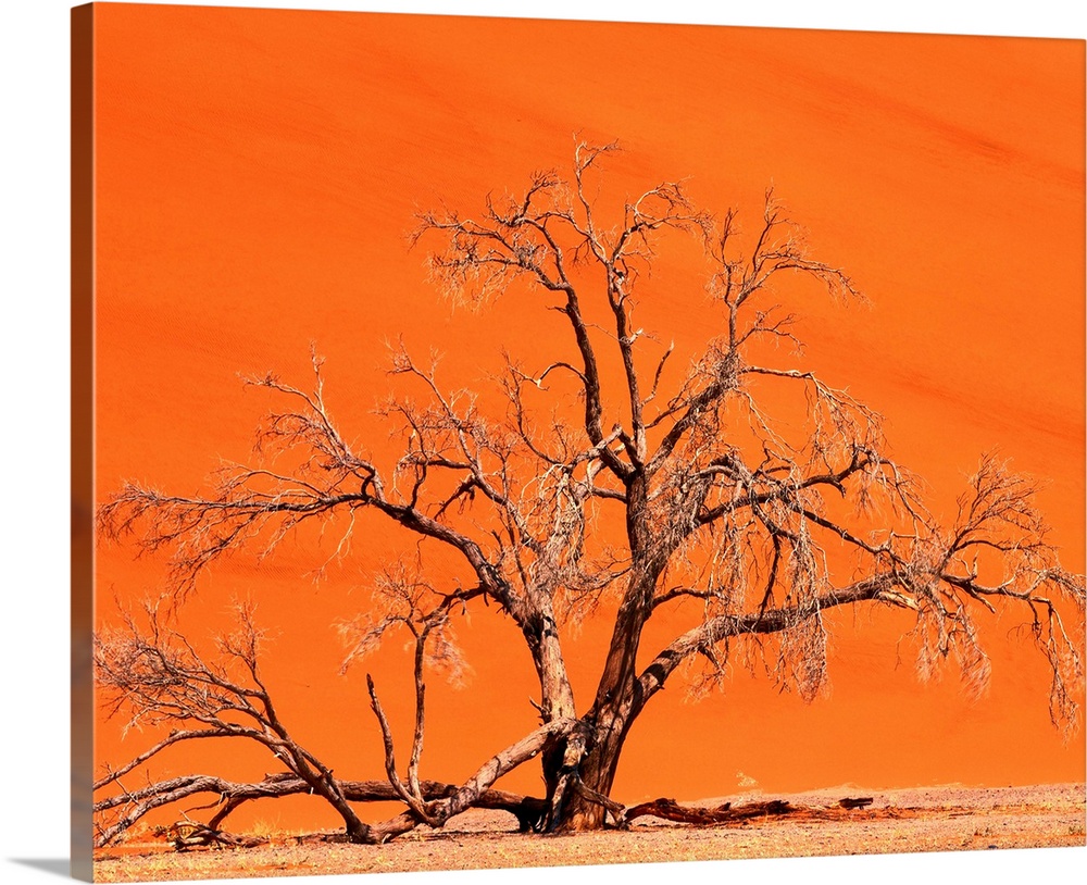 Namibia, Namib Dessert, Namib Naukluft Park, Sossusvlei Dunes, tree