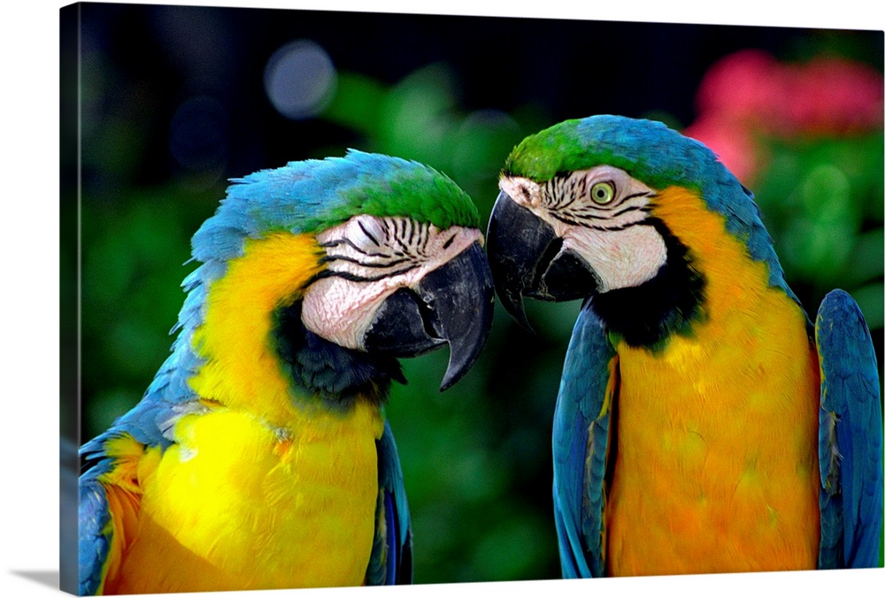 Netherlands Antilles, Aruba, Sonesta island, a couple of colourful parrots