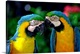image thumbnail of Netherlands Antilles, Aruba, Sonesta island, a couple of colourful parrots