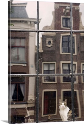 Netherlands, North Holland, Amsterdam, Cat by window and reflection of buildings