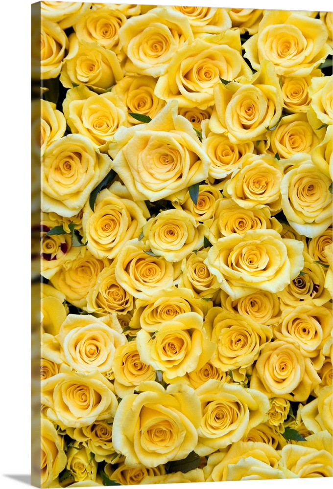 Netherlands, Nederland, North Holland, Noord-Holland, Amsterdam, Yellow roses for sale at Albert Cuypmarkt