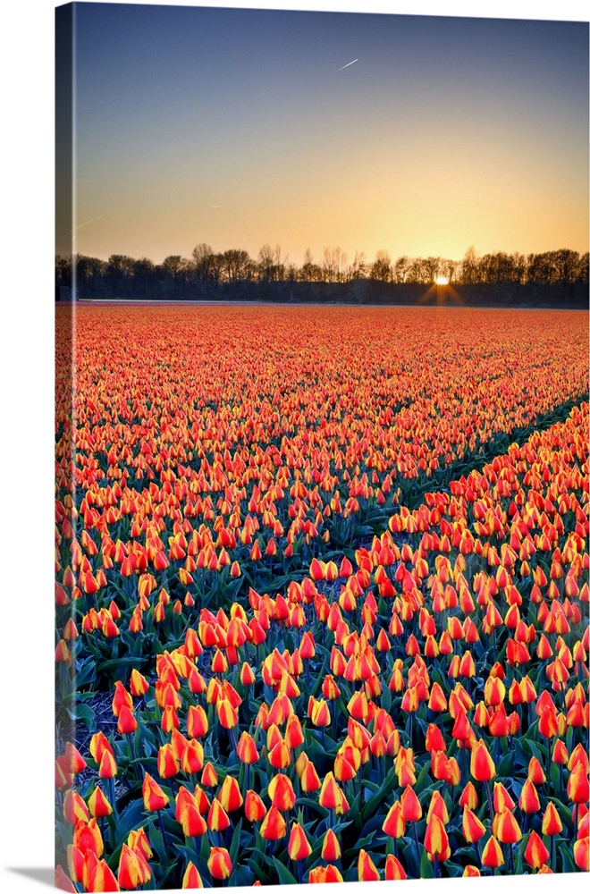 Netherlands, North Holland, Benelux, Haarlem, Tulips fields between Lisse and Haarlem
