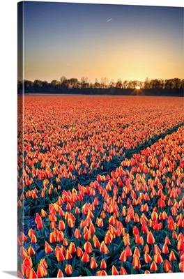 Netherlands, North Holland, Benelux, Haarlem, Tulips Fields Between Lisse And Haarlem